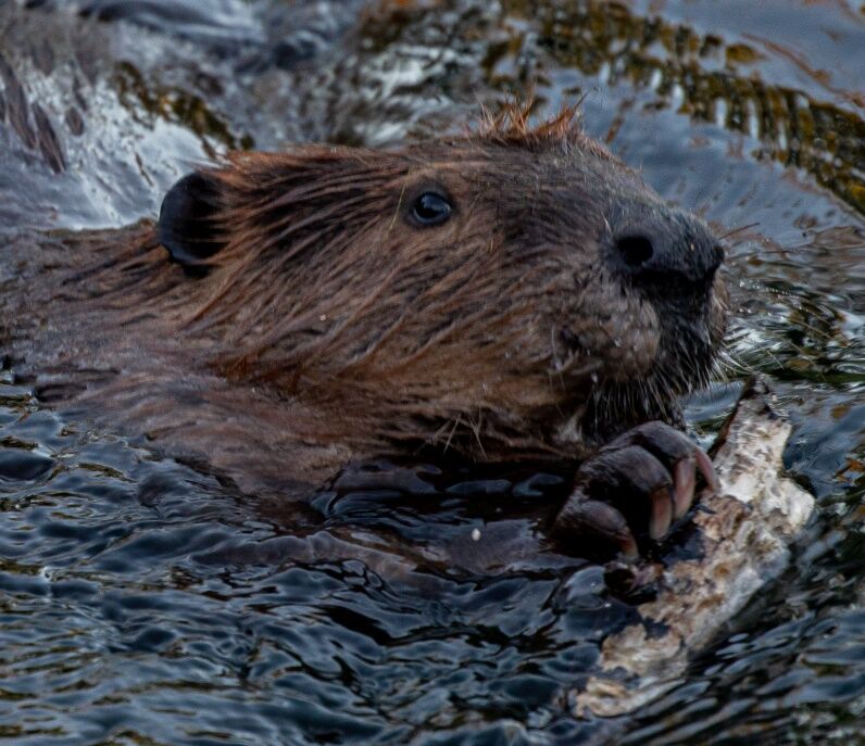 Beaver Lodge Summer 2020